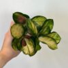 Hoya australis ‘Lisa’ střední hoya australis lisa voskovka