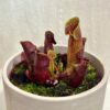 Sarracenia purpurea masozrava rostlina sarracenia purpurea masozravka