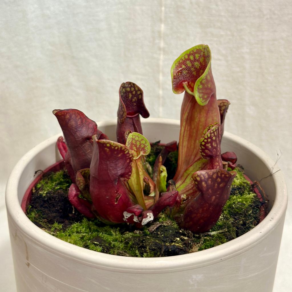 Sarracenia purpurea masozrava rostlina sarracenia purpurea masozravka