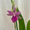 Orchidej Miltonia Honolulu ‘Warne's Best’ orchidej miltonia honolulu ‘Warne's Best’ ruzovy kvet kvetouci pokojovka