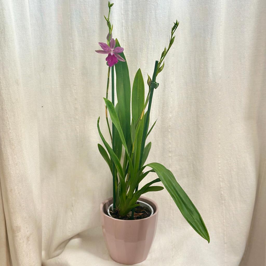 Orchidej Miltonia Honolulu ‘Warne's Best’ orchidej miltonia honolulu ‘Warne's Best’ ruzovy kvet kvetouci pokojovka