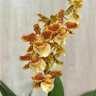 Pokojové rostliny, řasokoule a příslušenství orchidej cambria golden tiger zluta oranzova