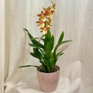 Orchidej Cambria ‘Golden Tiger’ orchidej cambria golden tiger zluta oranzova