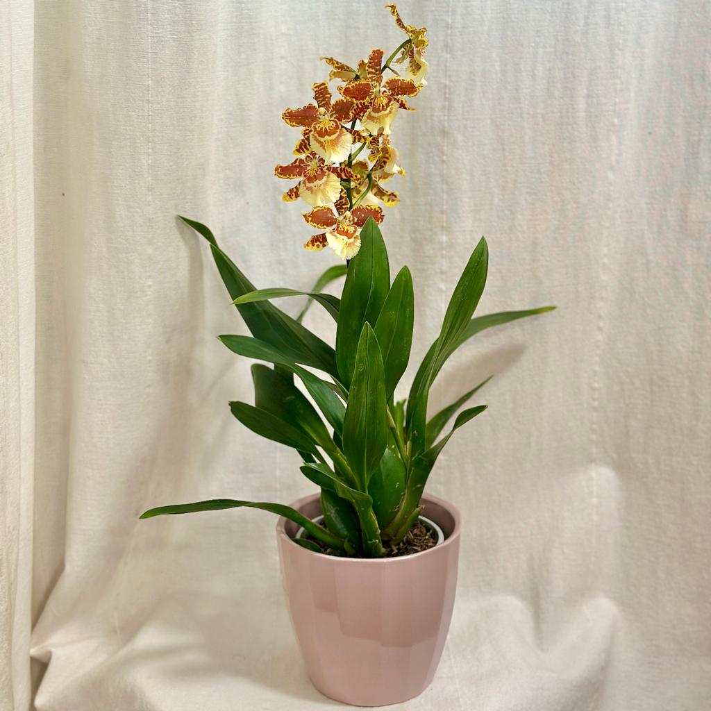 Orchidej Cambria ‘Golden Tiger’ orchidej cambria golden tiger zluta oranzova