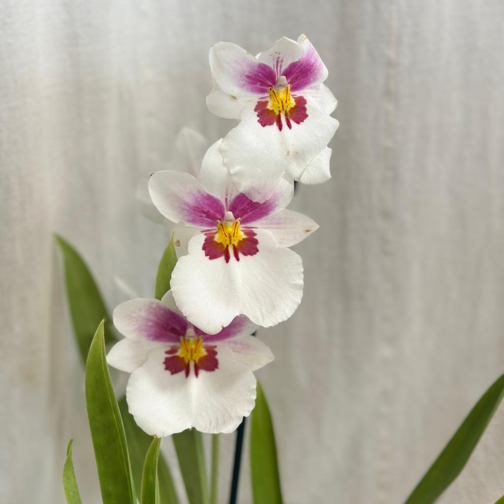 Orchidej Miltoniopsis ‘Twin Peaks’ orchidej miltoniopsis bily kvet