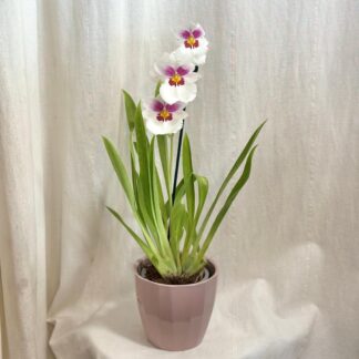 Orchidej Miltoniopsis ‘Twin Peaks’ orchidej miltoniopsis bily kvet