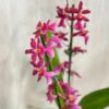 Orchidej Oncidium ‘Charlesworthii’ orchidej oncidium Charlesworthii kvetouci pokojovka kvetina