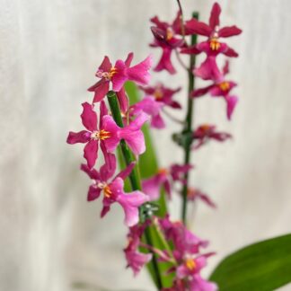 Pokojové rostliny, řasokoule a příslušenství orchidej oncidium Charlesworthii kvetouci pokojovka kvetina