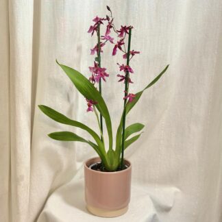 Orchidej Oncidium ‘Charlesworthii’ orchidej oncidium Charlesworthii kvetouci pokojovka kvetina