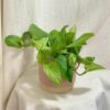 Scindapsus pictus ‘Mint’ Scindapsus pictus Mint popinava pokojovka
