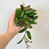 Hoya rosita střední hoya rosita voskovka nenarocná tahava pokojová rostlina