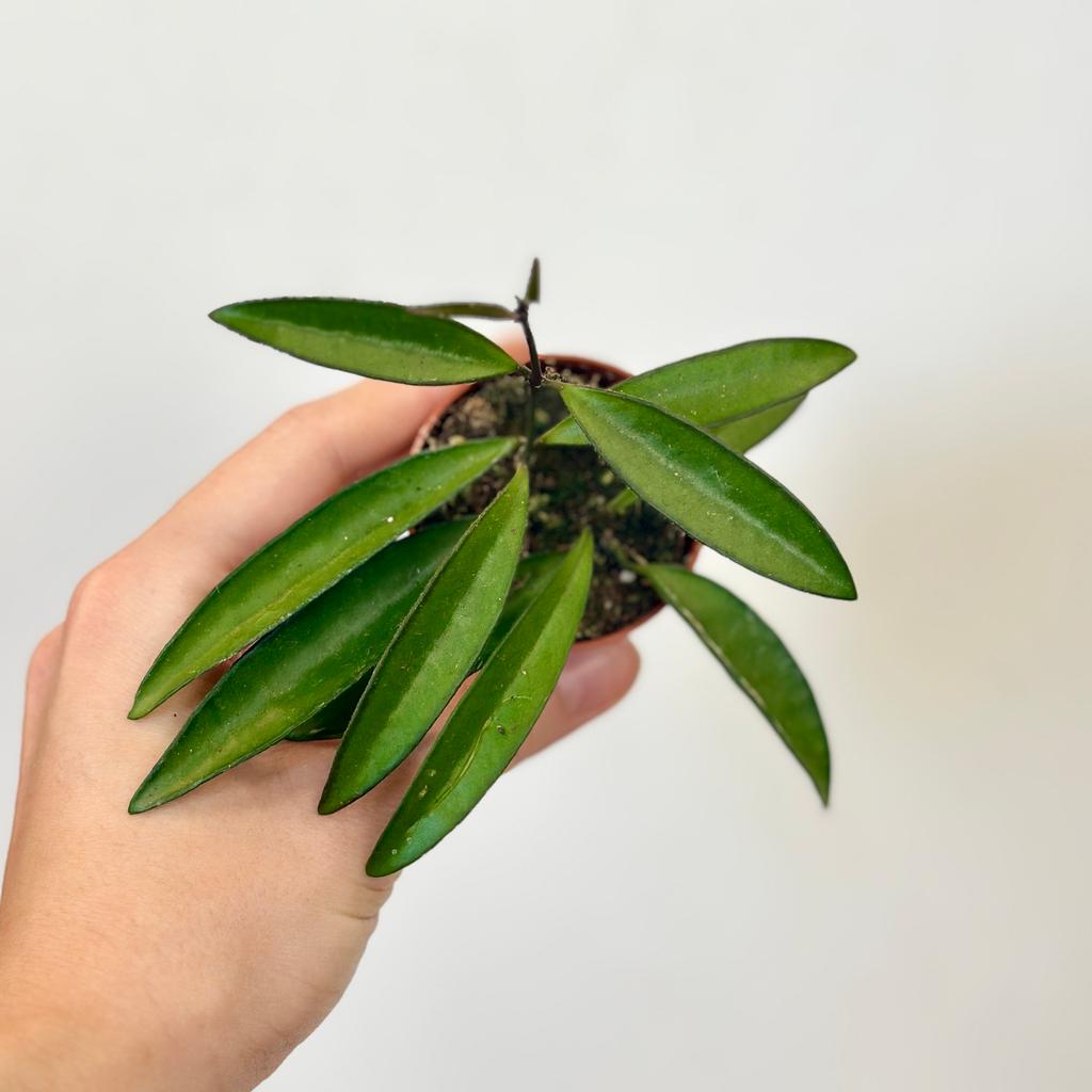 Hoya wayetii malá hoya wayetii pokojovka