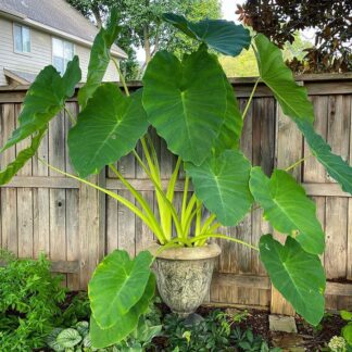 Hlíza Colocasia esculenta hluza colocasia esculenta jedla
