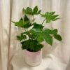 Fatsia japonica fatsia japonica japonska aralie nenarocna pokojovka