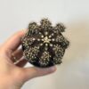 Kaktus Gymnocalycium mihanovichii ‘Japan’ Kaktus Gymnocalycium mihanovichii ‘Japan’