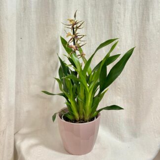 Orchidej Brassia Eternal Wind ‘Summer’ prchidej Brassia Eternal Wind ‘Summer’ zlta vzacna kvetouci rostlina