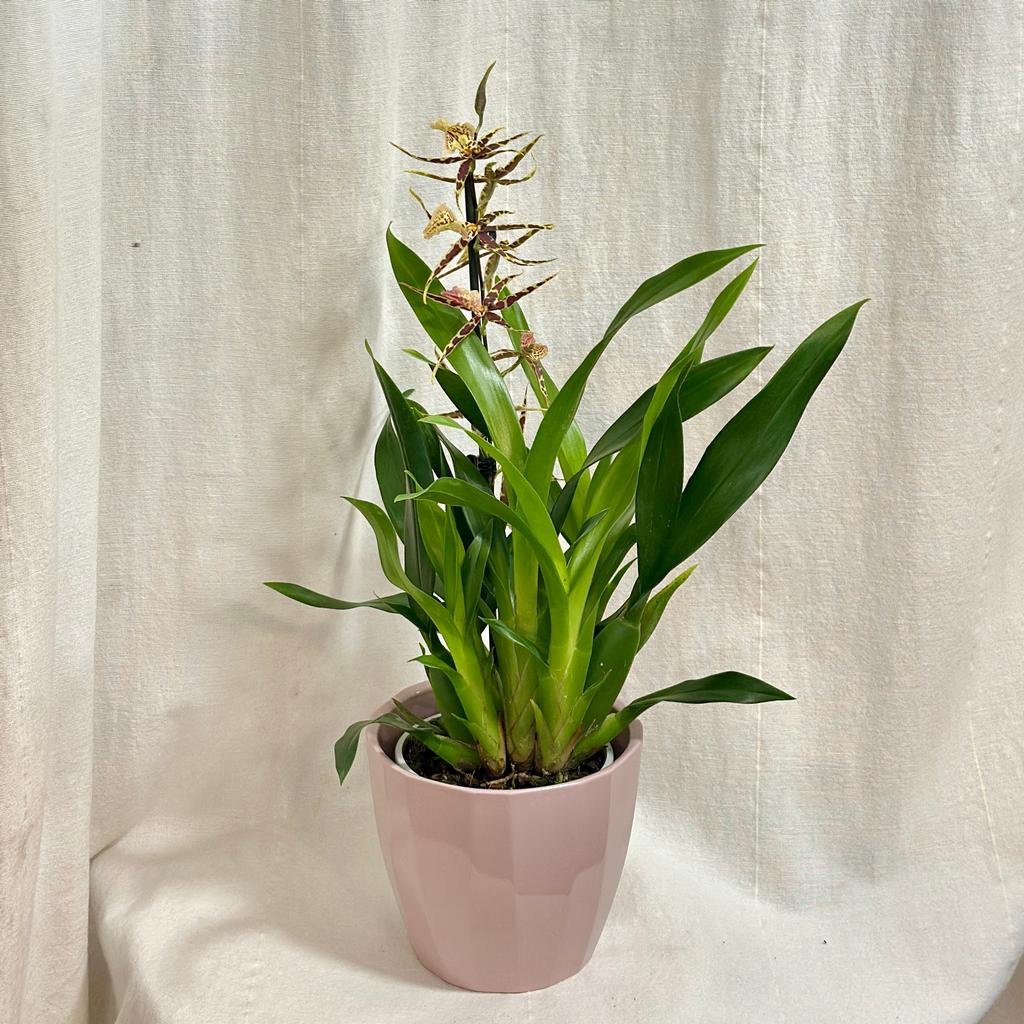 Orchidej Brassia Eternal Wind ‘Summer’ prchidej Brassia Eternal Wind ‘Summer’ zlta vzacna kvetouci rostlina