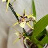 Orchidej Brassidium Yellow Star ‘Okika’ prchidej Brassidium yellow star okika zluta vzacna kvetouci rostlina
