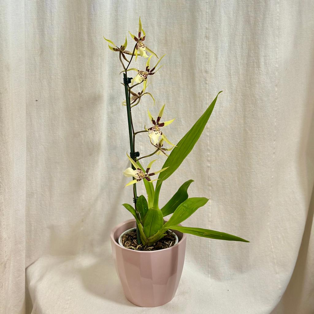Orchidej Brassidium Yellow Star ‘Okika’ prchidej Brassidium yellow star okika zluta vzacna kvetouci rostlina