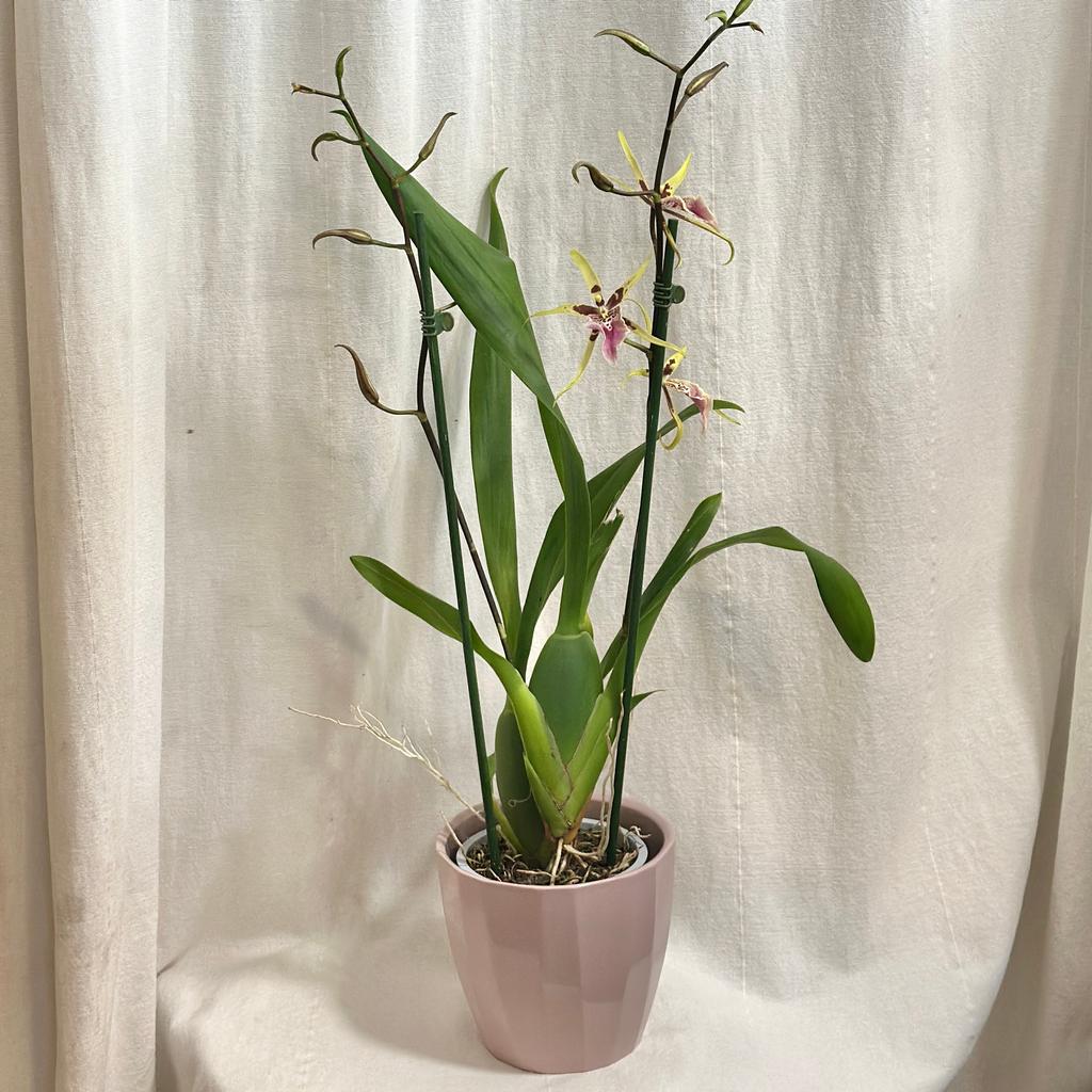 Orchidej Brassidium Yellow Star ‘Pink’ prchidej Brassidium yellow star zluta vzacna kvetouci rostlina