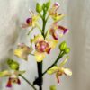 Orchidej Phalaenopsis I-Hsin Venus ‘Peloric’ orchidej Orchidej Phalaenopsis I-Hsin Venus Peloric kvetouci pokojovka kvet