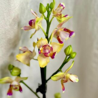 Pokojové rostliny, řasokoule a příslušenství orchidej Orchidej Phalaenopsis I-Hsin Venus Peloric kvetouci pokojovka kvet