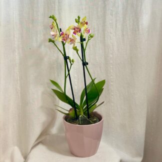 Orchidej Phalaenopsis I-Hsin Venus ‘Peloric’ orchidej Orchidej Phalaenopsis I-Hsin Venus Peloric kvetouci pokojovka kvet