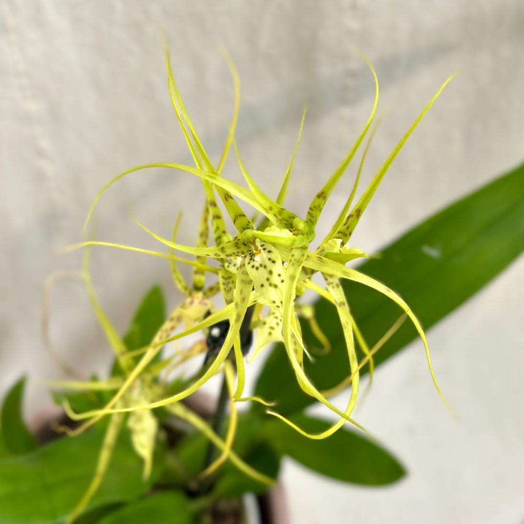 Orchidej Brassia ‘Fabian’ orchidej brassia fabian kvetouci pokojovka zluta rostlina