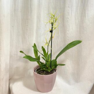 Orchidej Brassia ‘Fabian’ orchidej brassia fabian kvetouci pokojovka zluta rostlina