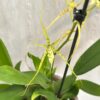 Orchidej Brassia ‘Fabian’ orchidej brassia fabian kvetouci pokojovka zluta rostlina