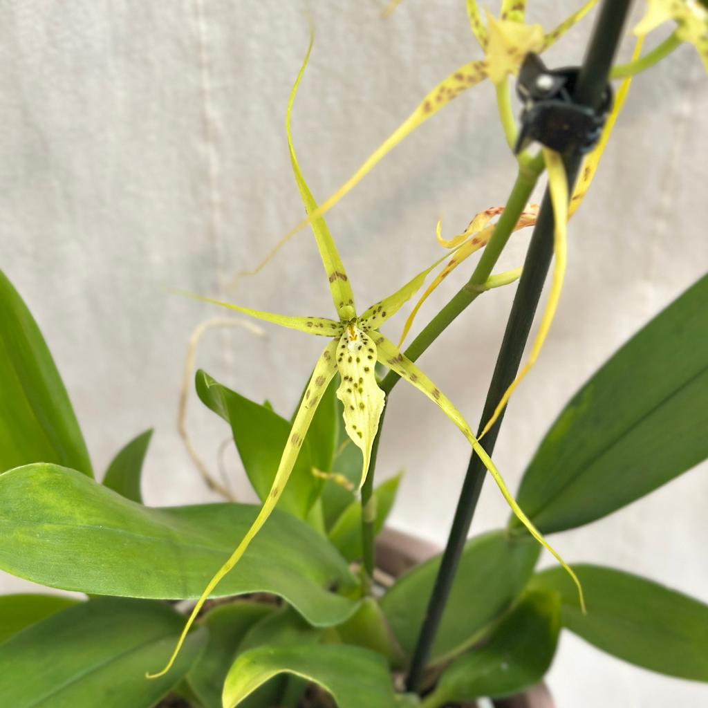 Orchidej Brassia ‘Fabian’ orchidej brassia fabian kvetouci pokojovka zluta rostlina