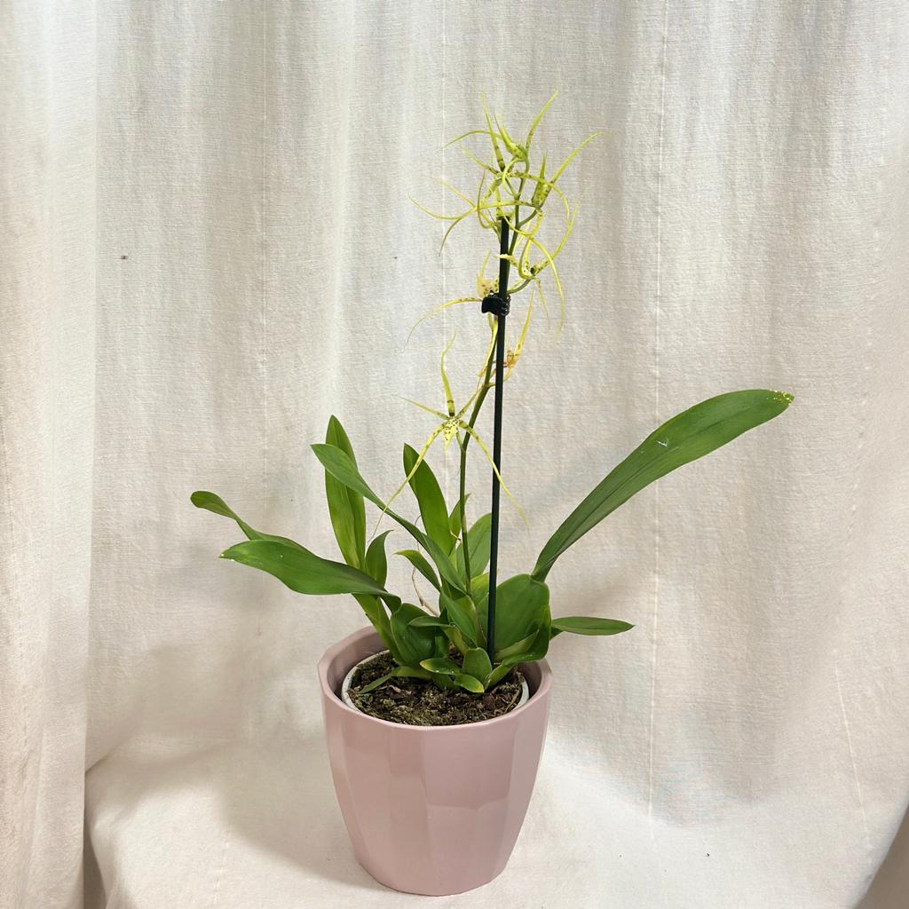 Orchidej Brassia ‘Fabian’ orchidej brassia fabian kvetouci pokojovka zluta rostlina