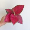 Aglaonema ‘Beautiful Red’ střední Aglaonema ‘Beautiful Red’ střední