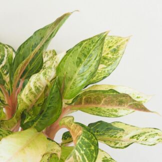 Aglaonema ‘Chartreuse Pretty’ velká aglaonema Chartreuse Pretty pokojová rostlina
