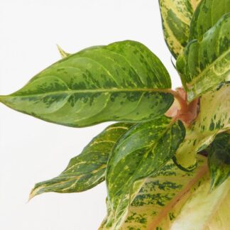 Aglaonema ‘Chartreuse Pretty’ velká aglaonema Chartreuse Pretty pokojová rostlina