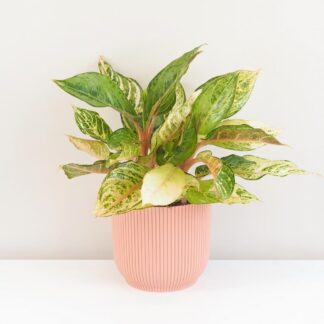 Pokojové rostliny, řasokoule a příslušenství aglaonema Chartreuse Pretty pokojová rostlina