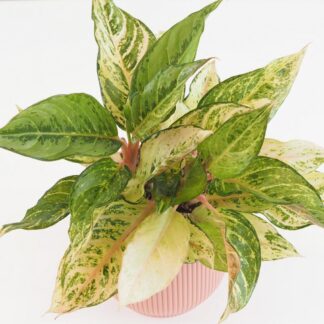 Aglaonema ‘Chartreuse Pretty’ velká aglaonema Chartreuse Pretty pokojová rostlina