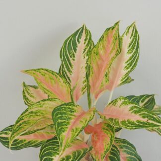 Aglaonema ‘Eyecatcher’ velká aglaonema eyecatcher farebne izbove rastliny