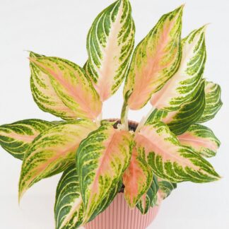 Aglaonema ‘Eyecatcher’ velká aglaonema eyecatcher farebne izbove rastliny