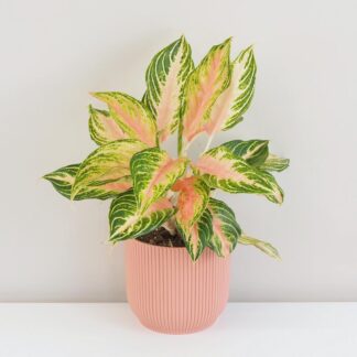 Pokojové rostliny, řasokoule a příslušenství aglaonema eyecatcher farebne izbove rastliny