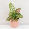 Aglaonema ‘Jazzy Red’ velká aglaonema jazzy red variegata ruzova pokojova rastlina