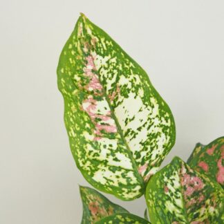 Aglaonema ‘Jazzy Red’ velká aglaonema jazzy red variegata ruzova pokojova rastlina