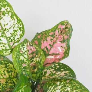 Aglaonema ‘Jazzy Red’ velká aglaonema jazzy red variegata ruzova pokojova rastlina