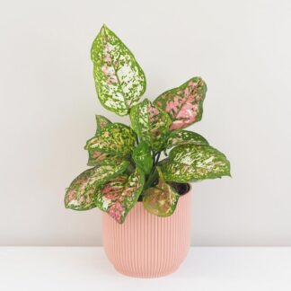 Pokojové rostliny, řasokoule a příslušenství aglaonema jazzy red variegata ruzova pokojova rastlina