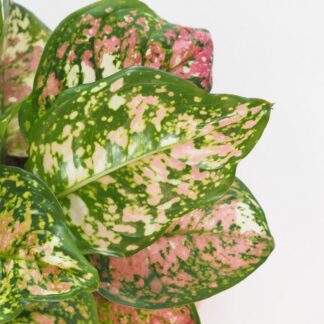 Aglaonema ‘Jazzy Red’ velká aglaonema jazzy red variegata ruzova pokojova rastlina