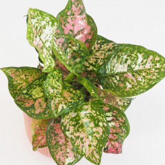 Aglaonema ‘Jazzy Red’ velká aglaonema jazzy red variegata ruzova pokojova rastlina
