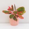 Aglaonema ‘Khanza’ velká aglaonema khanza cervena barevna pokojova rostlina