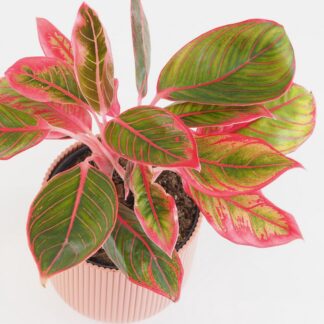 Aglaonema ‘Khanza’ velká aglaonema khanza cervena barevna pokojova rostlina