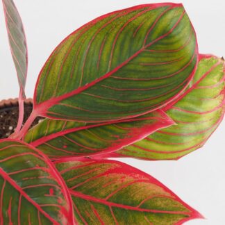 Aglaonema ‘Khanza’ velká aglaonema khanza cervena barevna pokojova rostlina