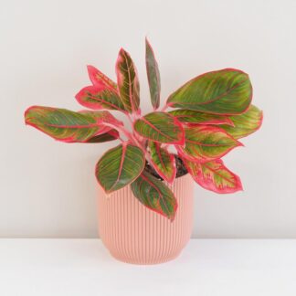 Pokojové rostliny, řasokoule a příslušenství aglaonema khanza cervena barevna pokojova rostlina